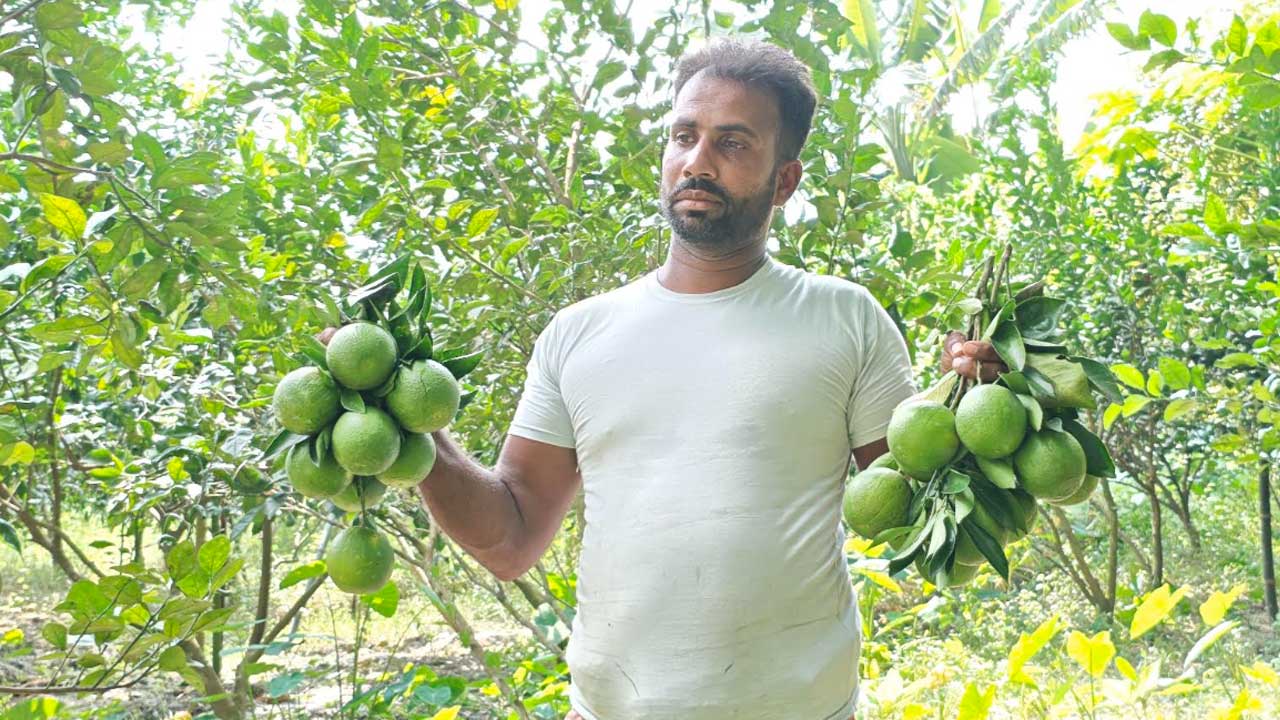 বাগানে মাল্টার ছড়া হাতে চাষি নাসির হাওলাদার। ছবি : এশিয়া পোস্ট