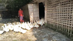 মায়ের ২০ হাজার টাকায় শুরু, মাসে এখন বাঁধনের আয় ৪ লাখ টাকা