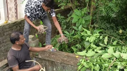 মেহেরপুরে মেছো বিড়ালের ৩ শাবক উদ্ধার