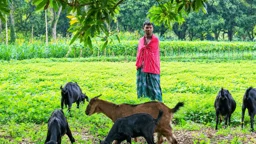 দুই হাত হারিয়েও ভিক্ষা নয়, ছাগলের খামার গড়ে স্বাবলম্বী সাহাকুল