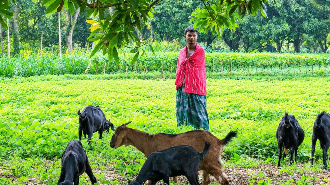 meherpur-sakalur-islam