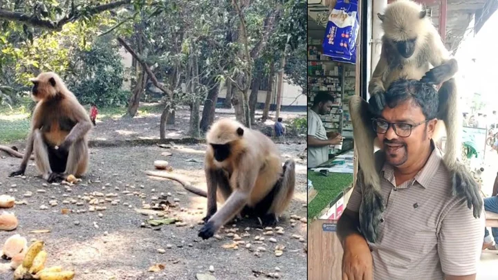 খাদ্যসংকটে লোকালয়ে হনুমান, দোকান থেকে ছিনিয়ে নিচ্ছে বিস্কুট-চিপস