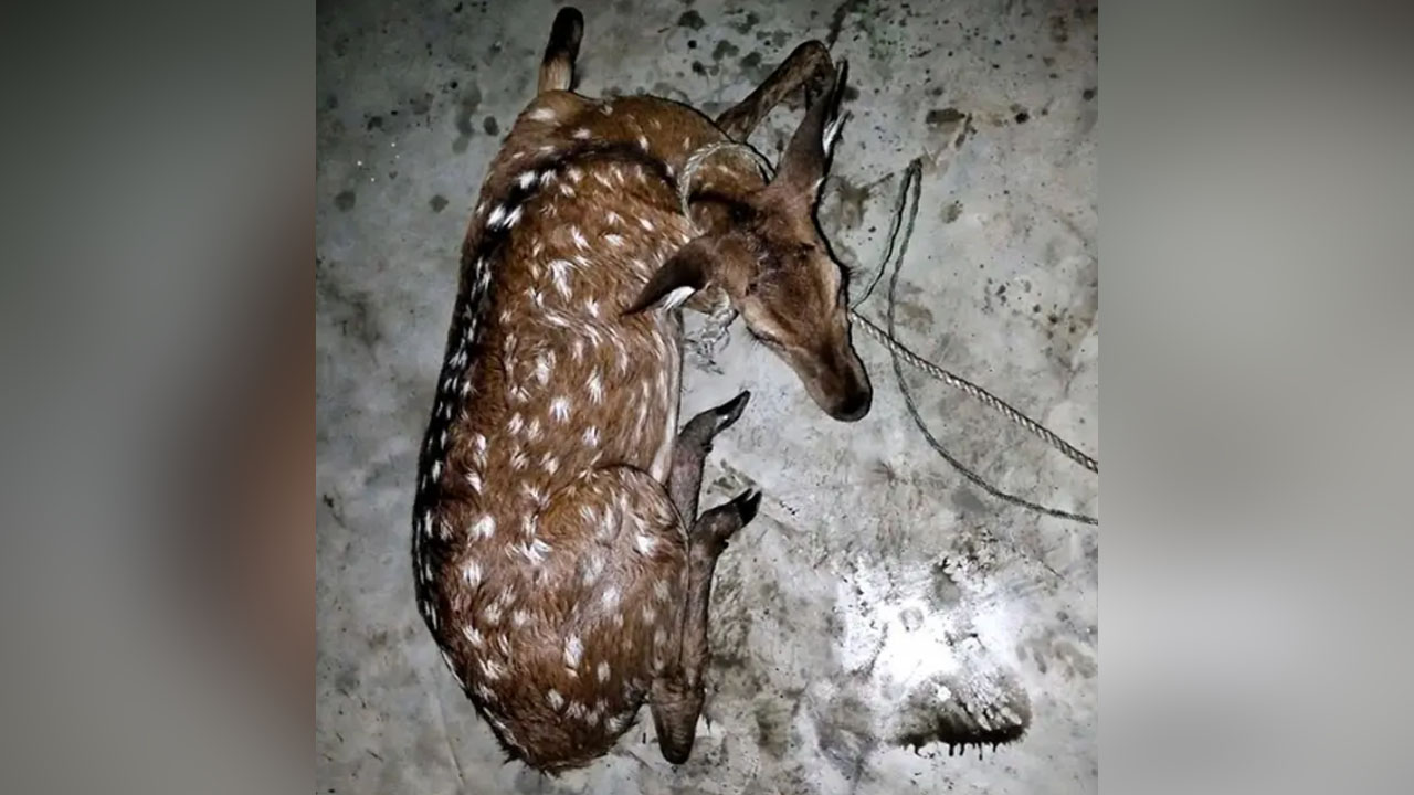 মনপুরায় লোকালয়ে চলে এলো ২৫ কেজির চিত্রা হরিণ
