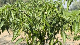 অজ্ঞাত রোগে শুকাচ্ছে মরিচগাছ, লোকসানের আশঙ্কায় কৃষক