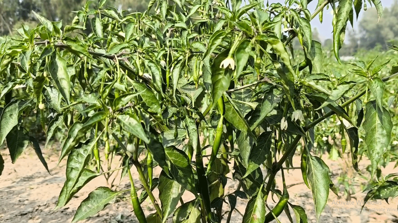 morich-tree