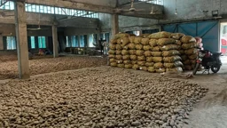 উৎপাদন খরচের চেয়ে দাম কম, দিশাহারা আলুচাষিরা