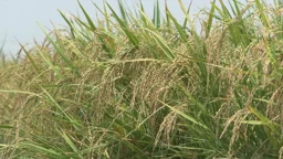ভালো ফলনেও নওগাঁয় আউশ চাষিদের মুখে হাসি নেই