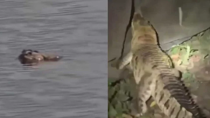 নারায়ণগঞ্জে ৯ দিন পর ফের দেখা মিলল সেই কুমিরের