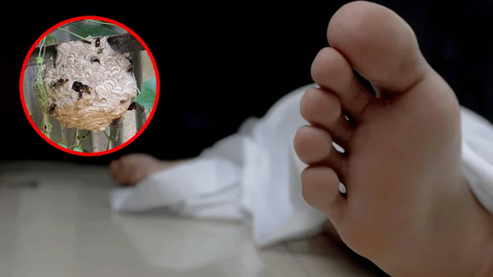 ভিমরুলের কামড়ে বৃদ্ধার মৃত্যু