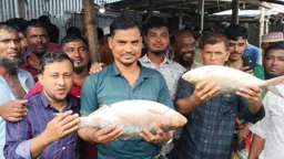 আড়াই কেজির ইলিশ বিক্রি হলো ১২ হাজার ৯০০ টাকায়
