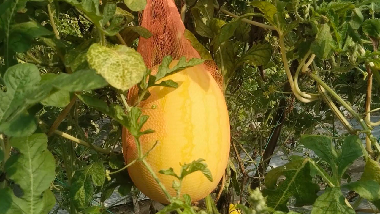 ছবি: এশিয়া পোস্ট