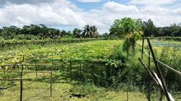 নোনা জমিতেই বছরে আড়াই লাখ টাকা লাভ, ব্যতিক্রমী এক পদ্ধতিতে বদলেছে নোয়াখালীর কৃষি