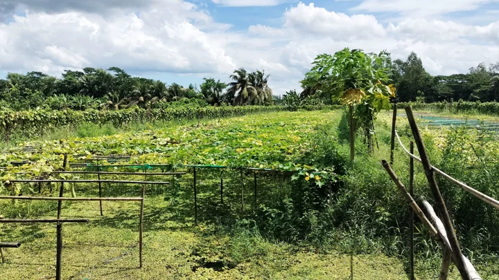 নোনা জমিতেই বছরে আড়াই লাখ টাকা লাভ, ব্যতিক্রমী এক পদ্ধতিতে বদলেছে নোয়াখালীর কৃষি