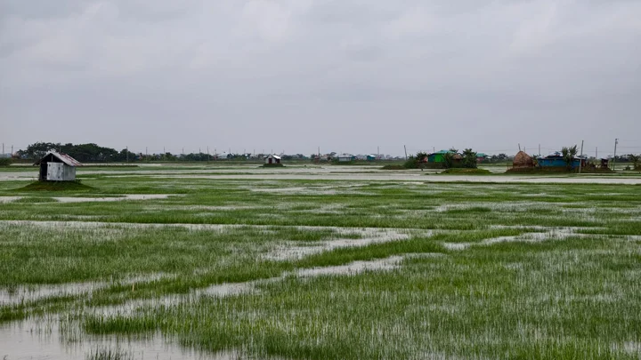 মেঘনায় বাপ-দাদার ভিটা, জাগা চরে প্রভাবশালীদের থাবা