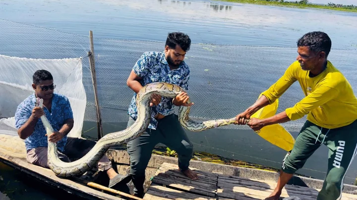 হাইল হাওরে জালে আটকা অজগর উদ্ধার