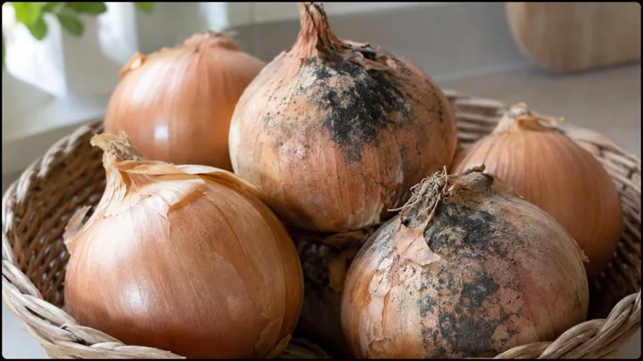 পেঁয়াজের গায়ে কালো দাগ, খাওয়া কতটা নিরাপদ
