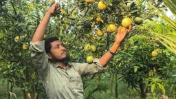 এক গাছে শুরু, এখন বছরে বিক্রি ৩২ লাখ টাকার ফল ও চারা