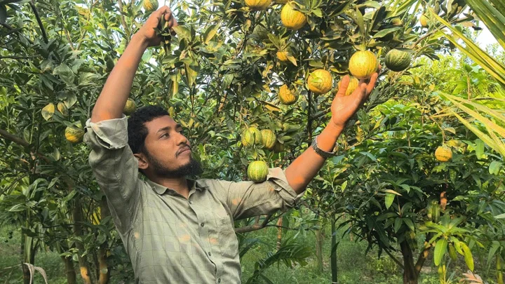 এক গাছে শুরু, এখন বছরে বিক্রি ৩২ লাখ টাকার ফল ও চারা
