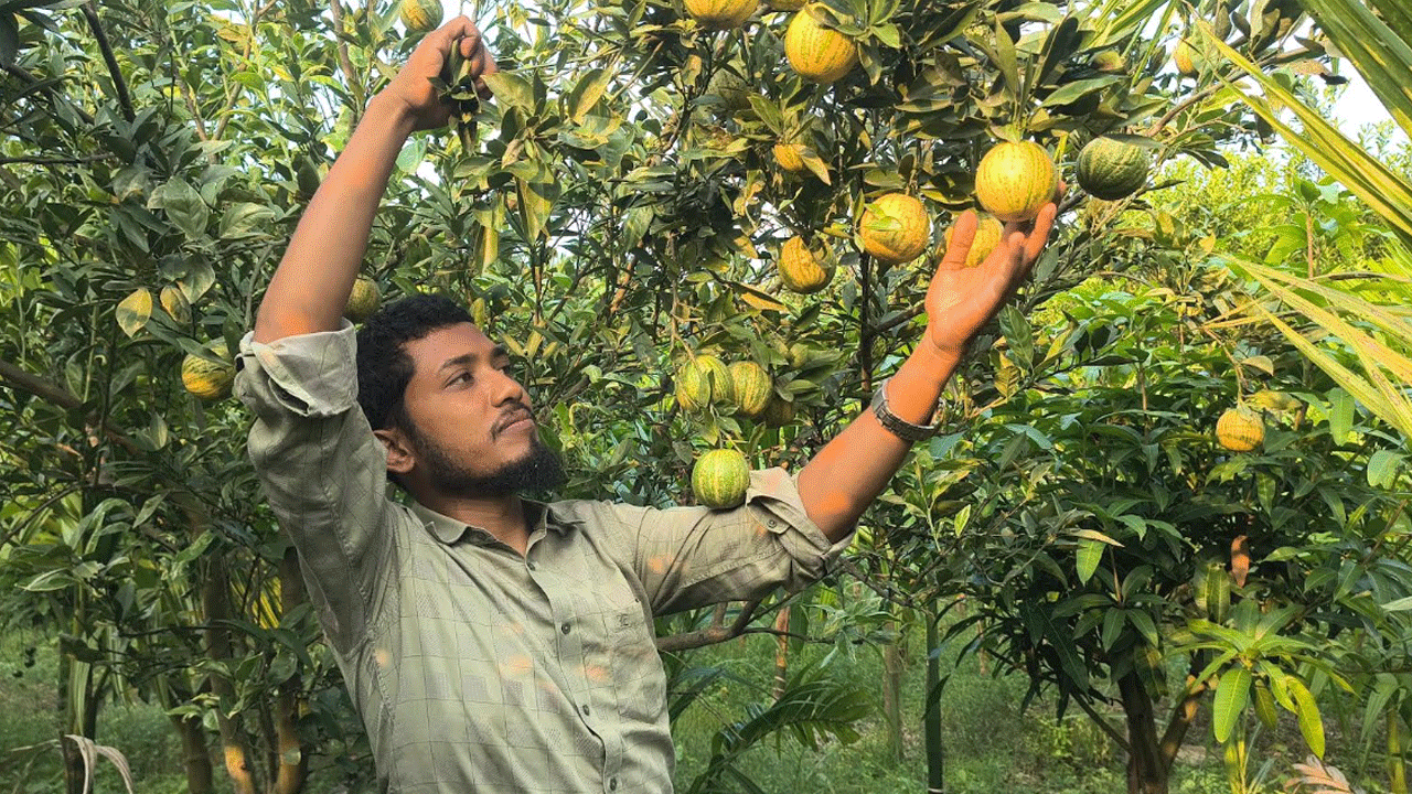 orange-tree-kurigram-faruk