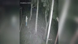 সিসিটিভিতে রশি হাতে গাছে ওঠার দৃশ্য, সকালে মিলল ঝুলন্ত মরদেহ