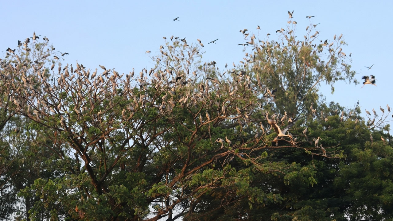ছবি: এশিয়া পোস্ট