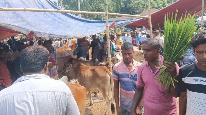 পঞ্চগড়ের গরুর হাটে অতিরিক্ত হাসিল আদায়, ইজারাদারকে জরিমানা