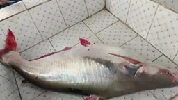 এক পাঙাশের দাম ১৯ হাজার টাকা