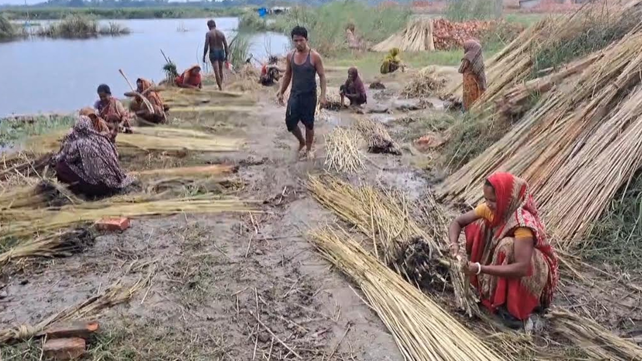পাট থেকে আঁশ ছাড়ানোর কাজে ব্যস্ত চাষিরা। ছবি: এশিয়া পোস্ট