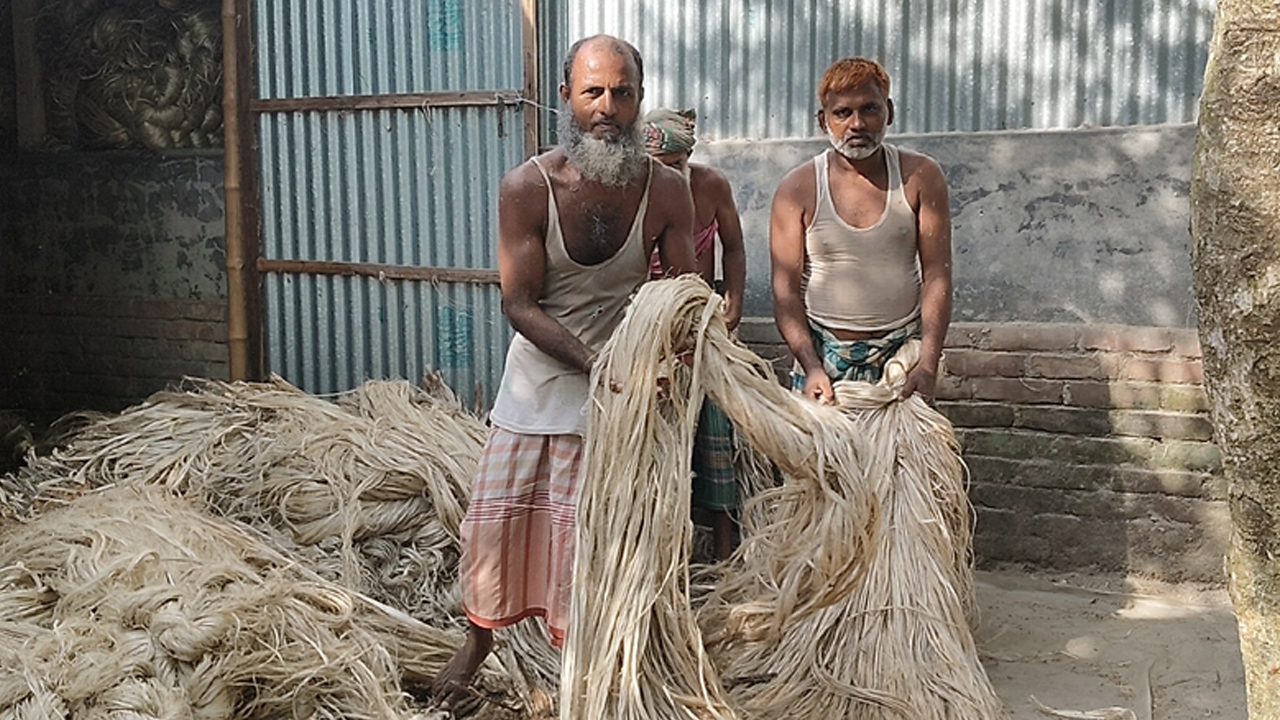 সিরাজগঞ্জে ফিরছে পাটের সোনালি দিন
