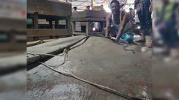 শিকার নিষিদ্ধ শাপলা পাতা মাছ ৮৬ হাজার টাকায় বিক্রি