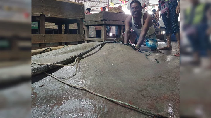 শিকার নিষিদ্ধ শাপলা পাতা মাছ ৮৬ হাজার টাকায় বিক্রি