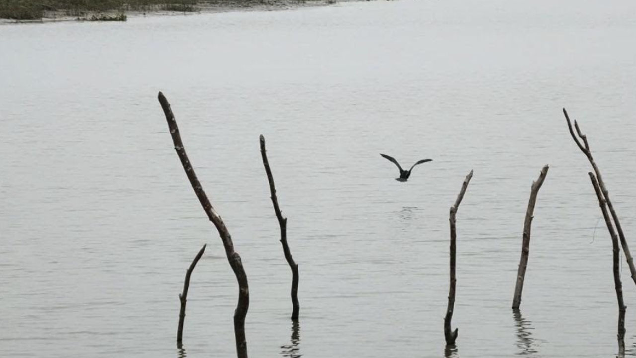 patuakhali9
