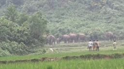 Climate crisis reshapes forests, fuels human-elephant conflict