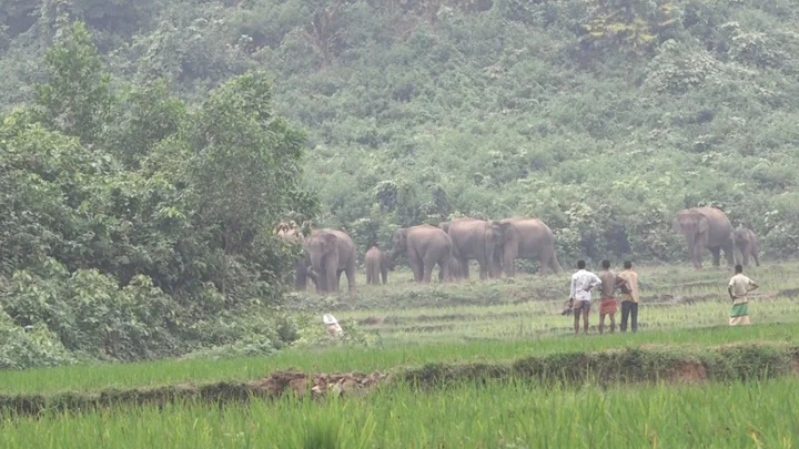 Climate crisis reshapes forests, fuels human-elephant conflict