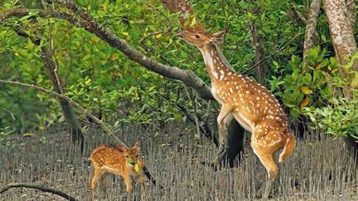 Sundarbans set to reopen after three-month closure