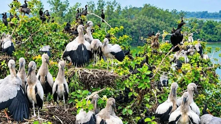 Sirajganj wetlands come alive with arrival of migratory birds