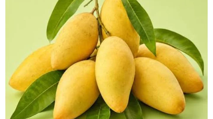 Katimon keeps Naogaon mango market brisk in off-season