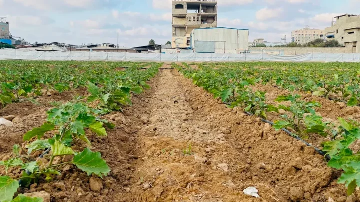 Small-scale projects offer hope for Gaza farmers rebuilding lives