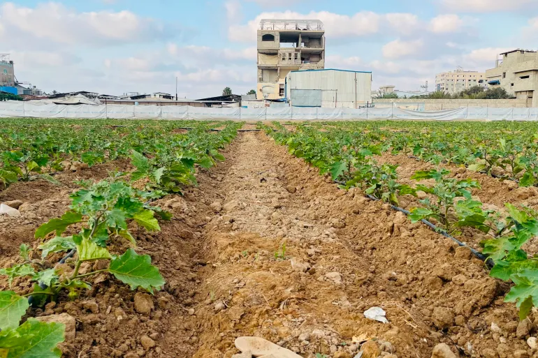 Small-scale projects offer hope for Gaza farmers rebuilding lives