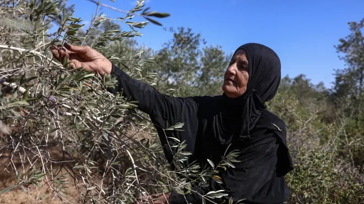Israeli settlers take Palestinian olives, and their harvest traditions