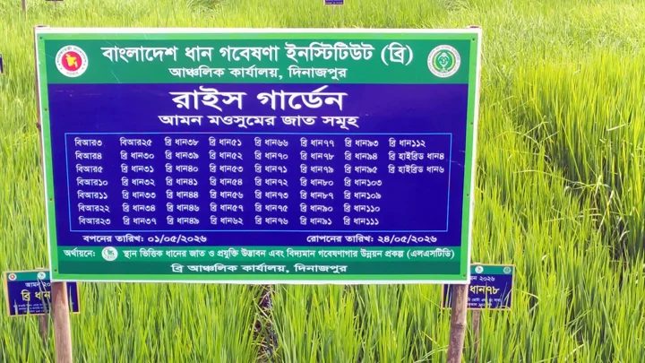 52 Aman rice varieties showcase in one field
