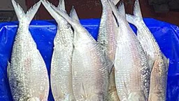 Rajbari’s hilsa glory fades as Padma loses depth, current
