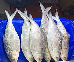 Rajbari’s hilsa glory fades as Padma loses depth, current