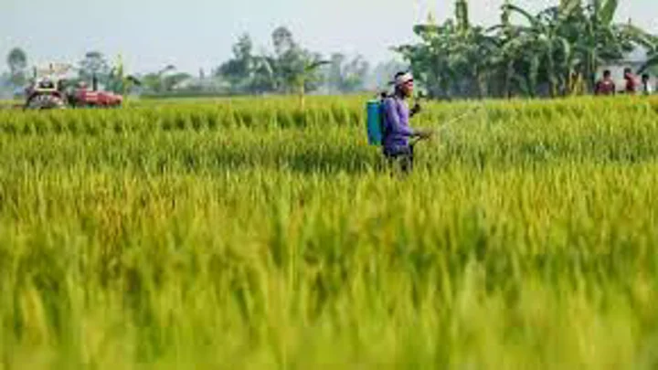 Teesta char farmers battle water woes to survive