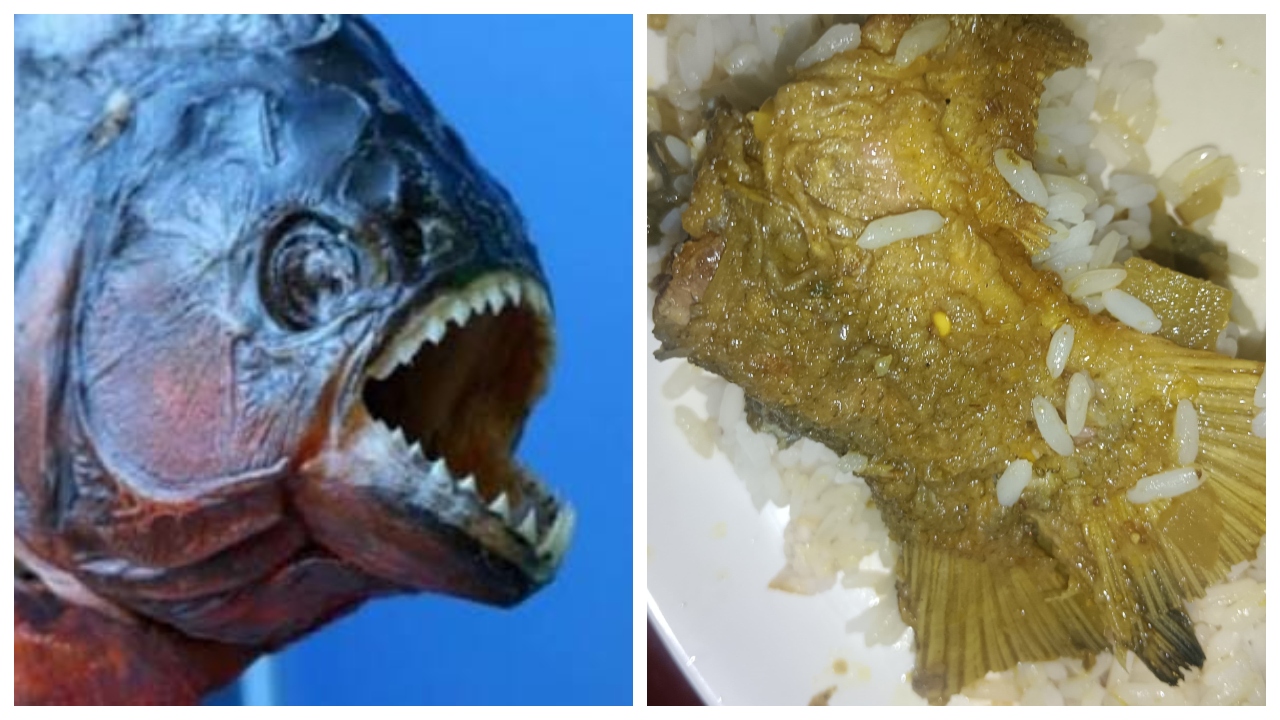 গোবিপ্রবির হল ডাইনিংয়ে নিষিদ্ধ পিরানহা মাছ পরিবেশনের অভিযোগ