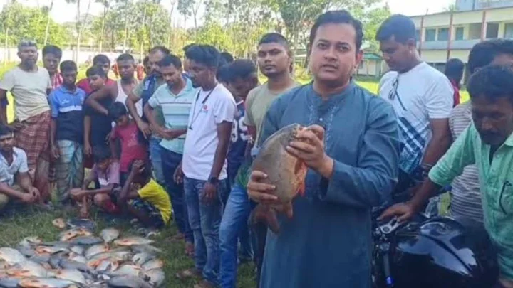 পুকুরে নিষিদ্ধ পিরানহা চাষ, জব্দ করে ধ্বংস করলেন ইউএনও