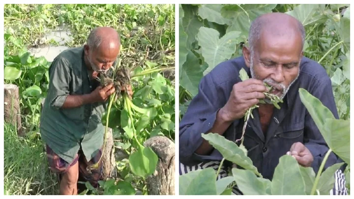 ২৬ বছর ধরে কচুরিপানা ও লতাপাতা খান অমল কৃষ্ণ, নেই রোগ-বালাই