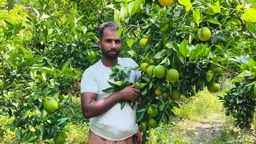 চাকরি ছেড়ে মাল্টা চাষে সফল নাসির, এবার শুরু করছেন স্ট্রবেরি