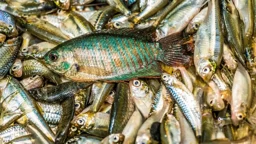 Indigenous fishes back from brink of extinctions: How success is achieved