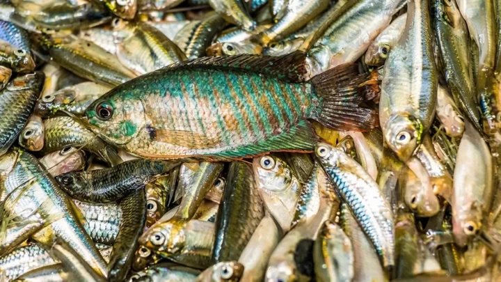Indigenous fishes back from brink of extinctions: How success is achieved